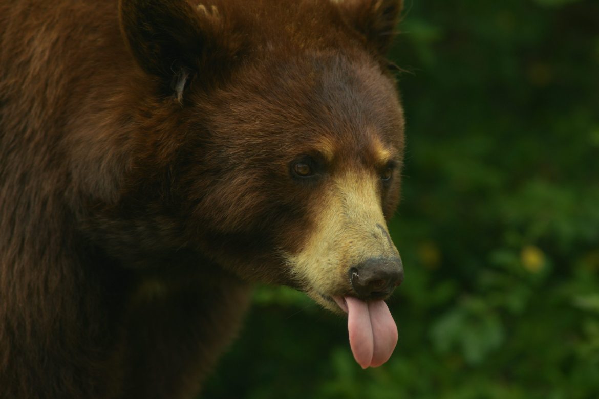 Michael Saylor Issues Rally Cry To Bitcoin Army: “Starve The Michael Saylor Issues Rally Cry To Bitcoin Army: “Starve The Bears!”
