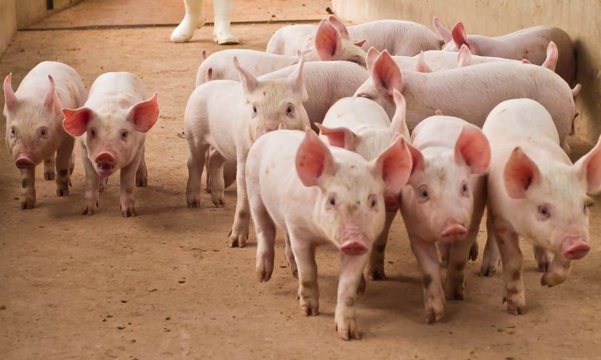 US Seeks Forfeiture of $14.2B Bitcoin Linked to Pig-Butchering Kingpin US Seeks Forfeiture of $14.2B Bitcoin Linked to Pig-Butchering Kingpin Chen Zhi